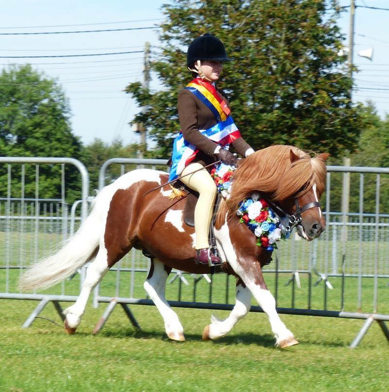 Shetland Pony - Brinleyview Camanchee - Gemma Pallett